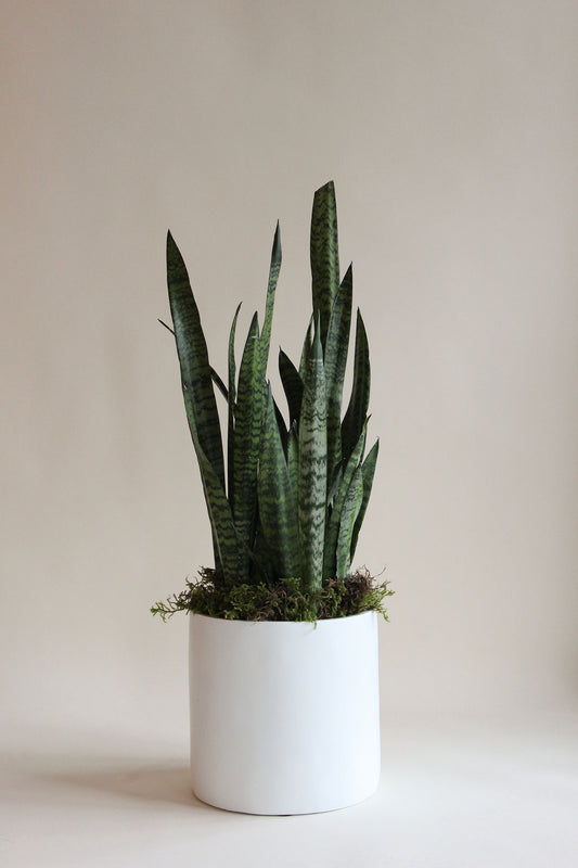 snake plant