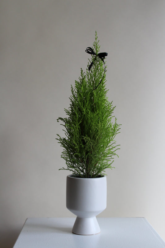 Holiday Cypress Tree